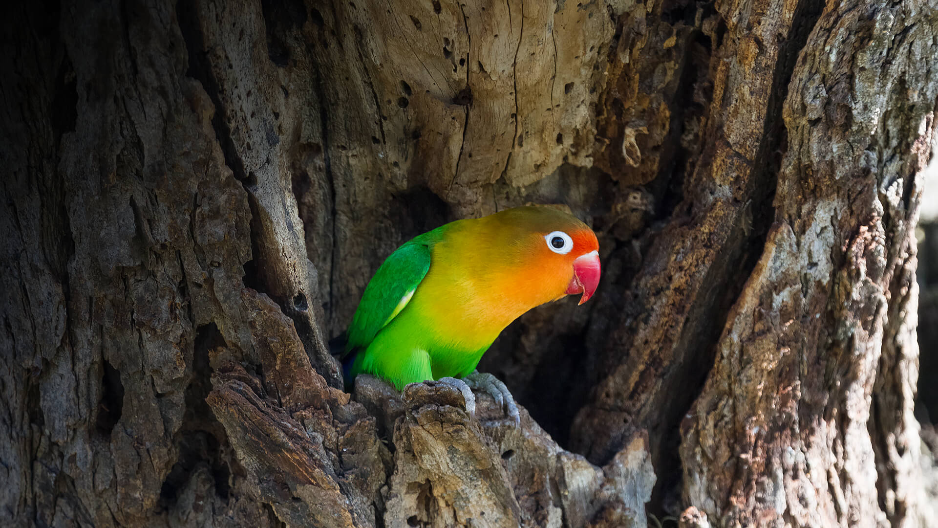 Lovebird