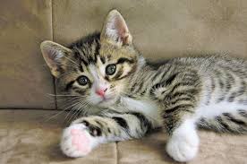 Tabby